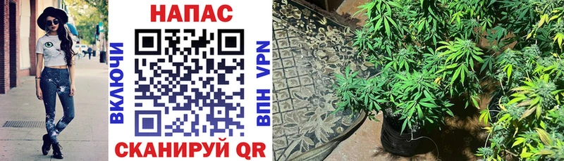 Шишки марихуана сатива Арамиль